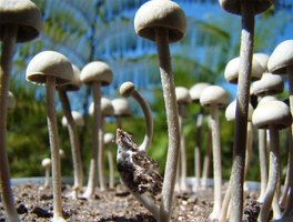 panaeolus-cambodginiensis03.jpg