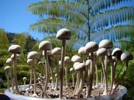 panaeolus-cambodginiensis02.jpg