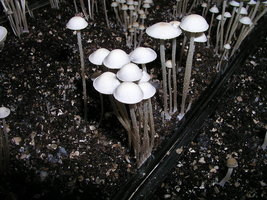 panaeolus-cambodginiensis01.jpg