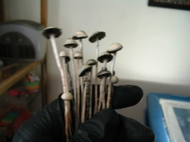 Panaeolus Ban Lamai