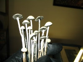 panaeolus-ban-lamai16.jpg