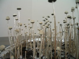 panaeolus-ban-lamai15.jpg