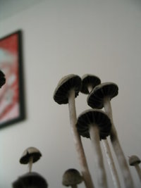 panaeolus-ban-lamai13.jpg