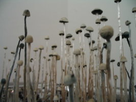 panaeolus-ban-lamai12.jpg