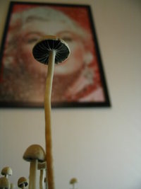 panaeolus-ban-lamai11.jpg