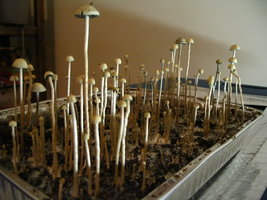 panaeolus-ban-lamai10.jpg