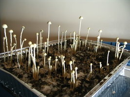 panaeolus-ban-lamai09.jpg