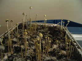 panaeolus-ban-lamai08.jpg
