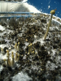 panaeolus-ban-lamai07.jpg