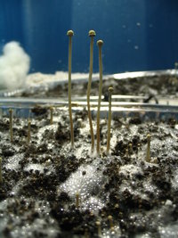 panaeolus-ban-lamai06.jpg