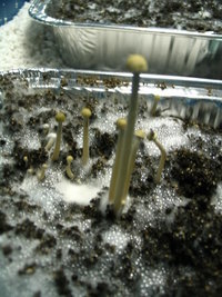 panaeolus-ban-lamai05.jpg