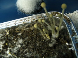 panaeolus-ban-lamai04.jpg