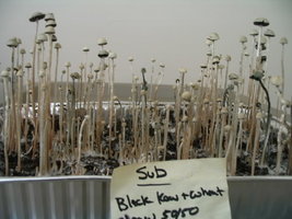 panaeolus-ban-lamai03.jpg