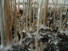 panaeolus-ban-lamai02.jpg