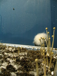 panaeolus-ban-lamai01.jpg