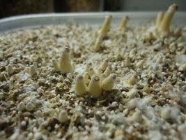 DSC03075.JPG