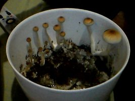 Cultivo..jpg
