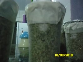 SAM_0924.JPG