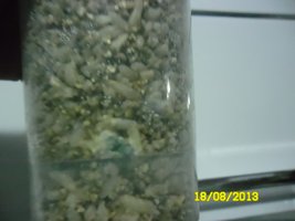 SAM_0937.JPG