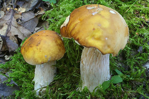 Boletus_edulis_8.jpg