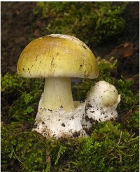 amanita.jpg