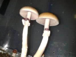 2013-08-20 09.33.48.jpg