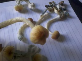 2013-08-19 15.38.11.jpg