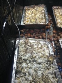 IMG_0985.JPG