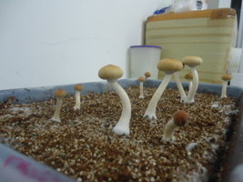DSC03125.JPG