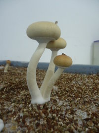DSC03127.JPG