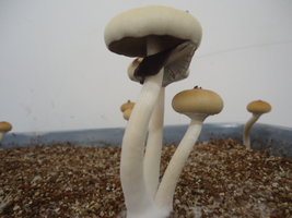 DSC03133.JPG