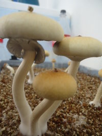 DSC03134.JPG