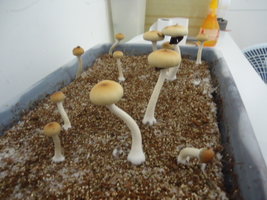 DSC03136.JPG