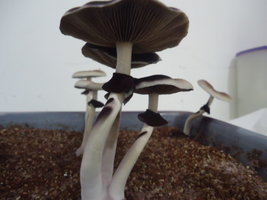 DSC03137.JPG