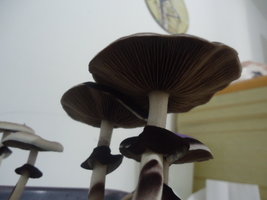 DSC03140.JPG