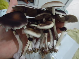 DSC03145.JPG