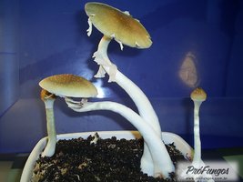 alter-do-chao-pa-brazil01.jpg