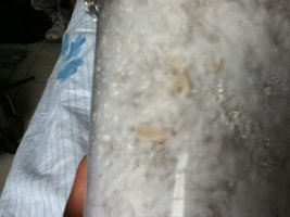 IMG_0734.JPG
