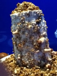 IMG_0805.JPG