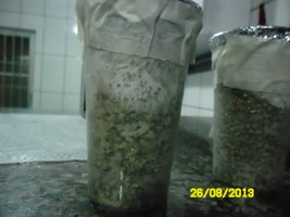 SAM_0992.JPG