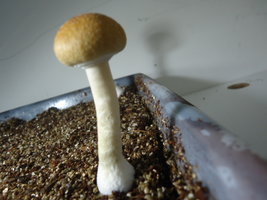 DSC03225.JPG