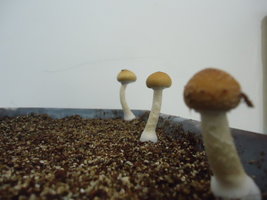 DSC03219.JPG