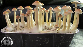 Z Strain