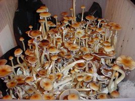 z-strain01.jpg