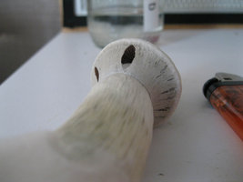 Zape-dr-harry-bush-Shroomery-248760518-zape2.jpg