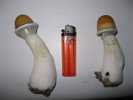 Zape-dr-harry-bush-Shroomery-248760452-zape1.jpg