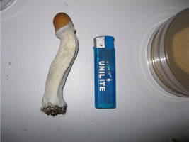 Zape-dr-harry-bush-Shroomery-169946984-harry.jpg
