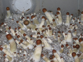 Zape-dr-harry-bush-Shroomery-152822345-IMG_0706.jpg