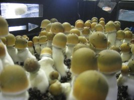Zape-Amphiprion-Mycotopia-zape2.jpg
