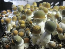Zape-Amphiprion-Mycotopia-zape1.jpg